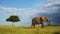 Slow Motion of Masai Mara African Elephant, Africa Wildlife, Big Large Male Bull Elephant in Kenya,