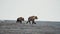 Slow motion A mother brown bear and her two cubs walk along a rocky beach