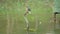 Slow motion movie of the scene that bird Kingfisher Alcedo atthis stand on the branch in middle of pond and look around alertly