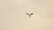 Slow Motion of Ovambo Sparrowhawk Bird of Prey Flying in Flight in Africa, African Birds on Wildlife