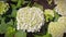 A slow motion pan of an Hydrangea arborescens garden flower.