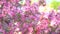 Slow motion panning closeup shot of pink blossoming sakura trees in spring garden or park