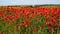Slow motion past a large poppy field. Vibrant flowering in spring in wild fields. Spring period of nature.