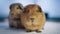 Slow motion Pet store or Vet business copy background, Close up guinea pigs 4K