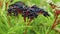 Slow motion A plantation of ripening elderberries. Ripe elderberry close-up