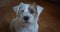 Slow motion portrait lovely small pet Jack Russel terrier close up head portrait. Ver 2