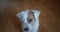 Slow motion portrait lovely small pet Jack Russel terrier close up head portrait. Ver 3