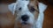Slow motion portrait lovely small pet Jack Russel terrier close up head portrait. Ver 4