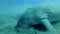 Slow motion, portrait of sea cow dugong dugon who greedily eats sea grass at bottom raising clouds of silt, with Golden Trevally