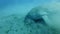 Slow motion, portrait of sea cow who greedily eats sea grass at bottom raising clouds of silt, with Golden Trevally