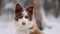 Slow motion portrait of siberian laika in ginger color in winter