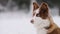 Slow motion portrait of siberian laika in ginger color in winter