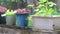 Slow motion potted plants in the rain