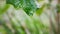 Slow motion of raindrop on leaf after rain