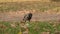 Slow motion raven walking on a ground looking for acorns in autumn leaves