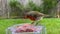 Slow motion robin eating from window suet bird feeder