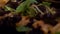 Slow Motion of salmon sachimi in preparation. Close-up of woman chef hands.