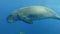 Slow motion, Sea Cow Dugong dugon with Golden Trevally Gnathanodon speciosus swim in the blue water.Underwater shot, Closeup.