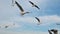 Slow motion of seagull flying overhead