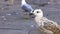 Slow Motion of a seagull sitting on embankment of Venice. Seagulls standing