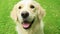 Slow Motion Sequence Of Happy Golden Retriever Dog On Lawn