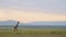 Slow Motion Shot of Amazing Maasai Mara landscape, giraffe walking across emtpy grassland savannah i