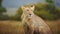 Slow Motion Shot of Beautiful portrait of lioness, female lion, observing her surroundings, Kenya, A