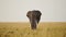 Slow Motion Shot of Big five elephant grazing on grasses in Masai Mara savannah plains, African Wild