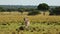 Slow Motion Shot of Cheetahs walking around wide open savannah plains searching for prey, African Wi