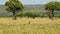 Slow Motion Shot of Cheetahs walking around wide open savannah plains searching for prey, African Wi