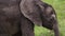 Slow Motion Shot of Close up of baby elephant face eating while playfully walking through the Maasai