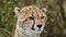 Slow Motion Shot of Close up of Cheetah head surveying the lanscape searching for prey, detail of fu