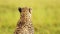 Slow Motion Shot of Close up of Cheetah head surveying the lanscape searching for prey, detail of fu