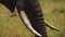 Slow Motion Shot of Close up detail of Elephant trunk and ivory tusks grazing in tall grass, African