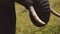 Slow Motion Shot of Close up detail of Elephant trunk and ivory tusks grazing in tall grass, African