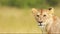 Slow Motion Shot of Close up portrait of female lion lioness head, big 5 five African Wildlife in Ma