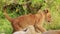 Slow Motion Shot of Close up shot of big 5 lion cubs play fighting being cute and cheeky, African Wi