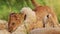 Slow Motion Shot of Close up shot of big 5 lion cubs play fighting being cute and cheeky, African Wi