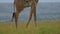 Slow Motion Shot of Close up shot of Giraffe walking, moving legs across the scene in tall grass of