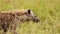 Slow Motion Shot of Close up shot of Hyena walking slowly through vibrant grass of the Masai Mara No