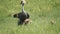 a slow motion shot of a crowned crane looking up at arusha national park