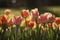 a slow-motion shot of delicate spring tulips blooming in the wind