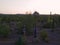 Slow Motion Shot of Desert Hikers at Sunset