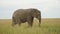 Slow Motion Shot of Elephant feeding on grasses and walking in empty grass plains, African Wildlife