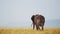 Slow Motion Shot of Elephant walking away with trunk in the air towards mountains in the background,