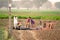 Slow motion shot of family of farmers in a harvested field with piles of collected carrots on a mat and filling and