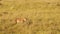 Slow Motion Shot of Female lion lioness prowling through the tall grass of the African savannah on t