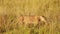 Slow Motion Shot of Female lion lioness prowling through the tall grass of the African savannah on t
