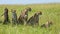 Slow Motion Shot of Group of Cheetahs using acacia tree for shade, cooling off from bright Masai Mar