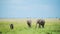 Slow Motion Shot of Group of cute young Elephants playfully walking across wide open savannah, Afric